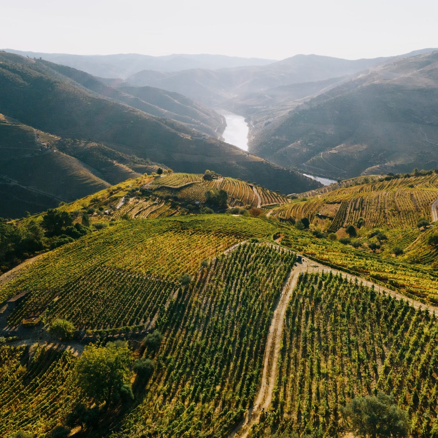 Weinberge im Douro-Tal