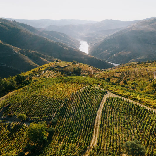 Weinberge im Douro-Tal