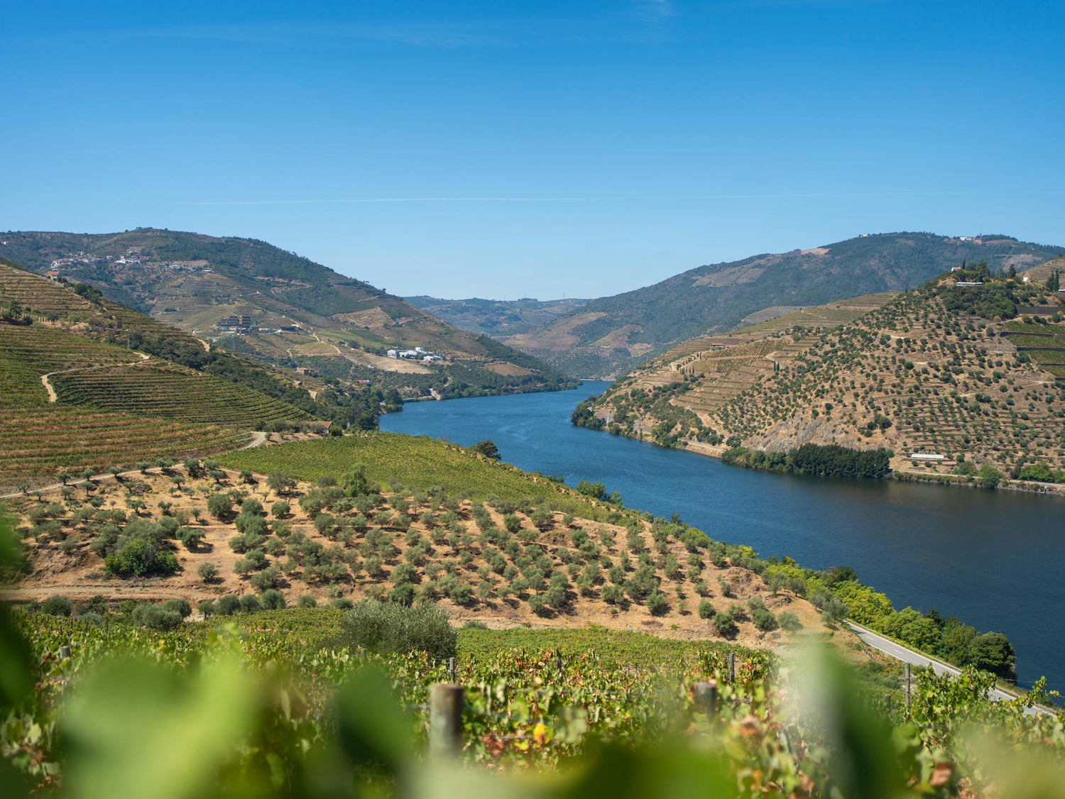 Dourofluss und Weinreben