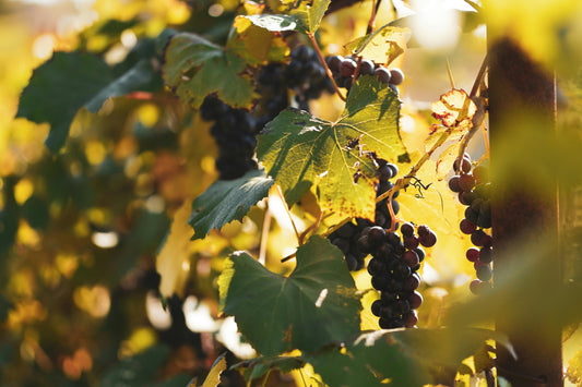 Weinrebe Nahaufnahme