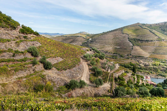 Steile Weinbergterrassen im Douro-Tal, Herkunft der Vintage-Jahre beim Portwein
