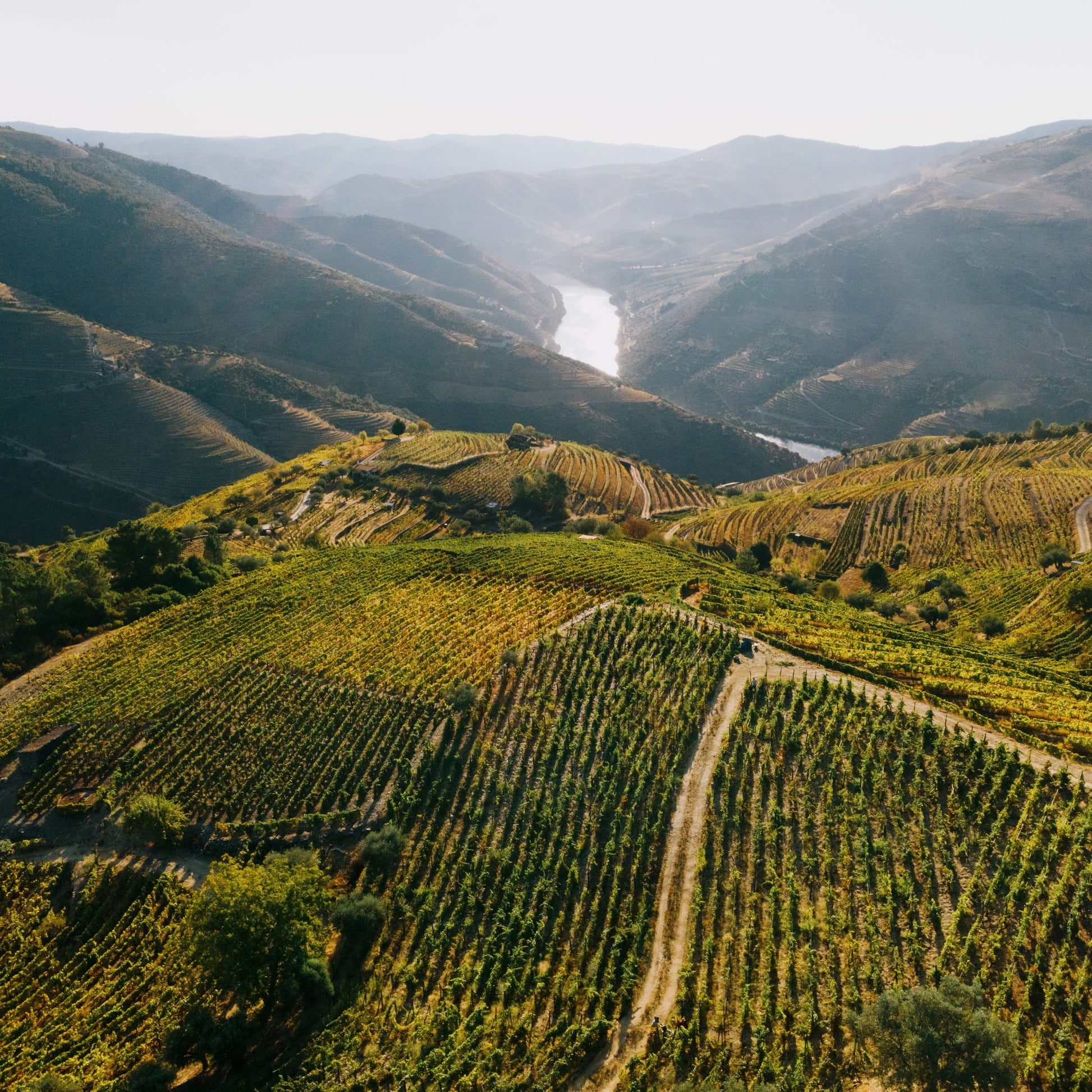 Weinberge im Douro-Tal